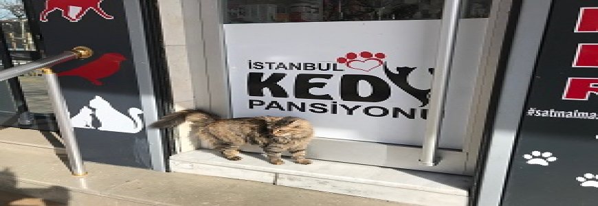 İstanbul Kedi Oteli Ve Pansiyonu haberine ait kapak resmi
