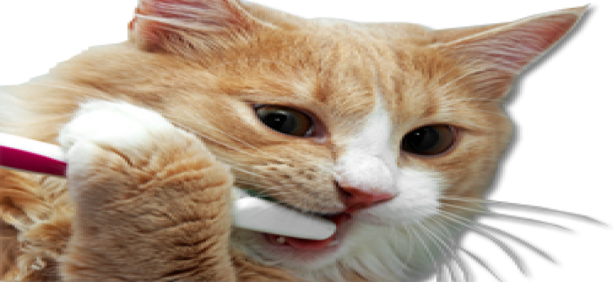 Kedilerde diş Bakımı ve Sağlığı Hakkında  Genel bilgi ait tanıtım resmi
