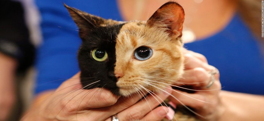 Kedilerde Lösemi Hastalığı Hakkında Genel bilgi. Feline Lösemi Virüsü (FeLV) ait tanıtım resmi