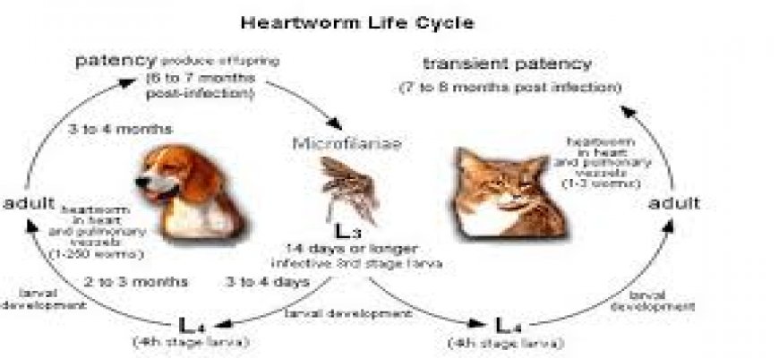 Kedilerde Kalp Kurdu(Heartworm nedir?) ait tanıtım resmi