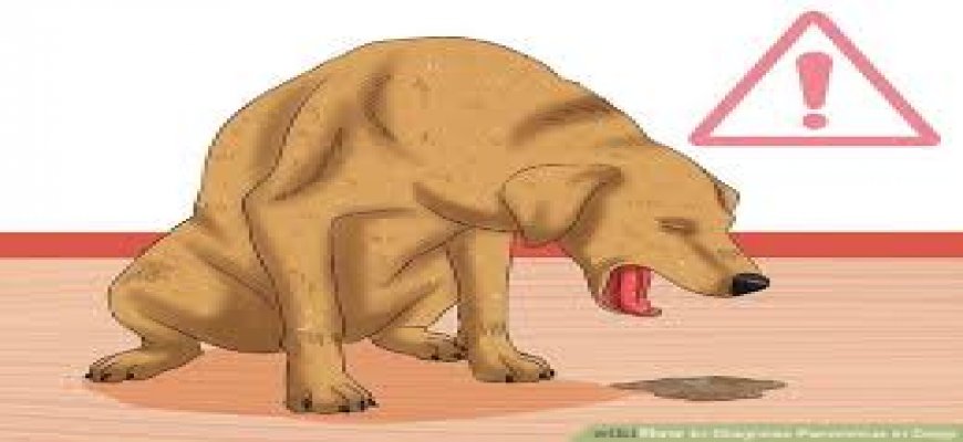 Köpeklerde Parvo Virus hakkında genel Bilgi(Köpeklerde Kanlı İshal) ait tanıtım resmi