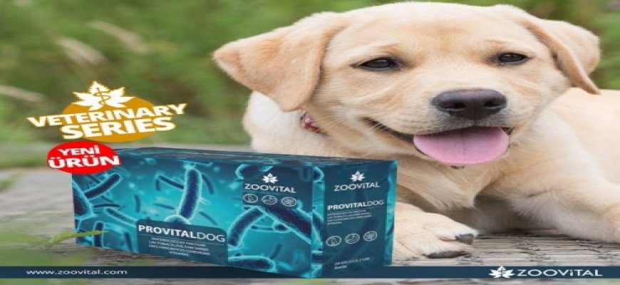 Provital dog nedir ne işe yarar nerden alabilirim, satın al ait tanıtım resmi