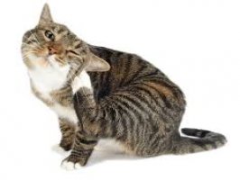 Kedilerde pire damlası hakkında bilgi Videosu Kapak Resmi